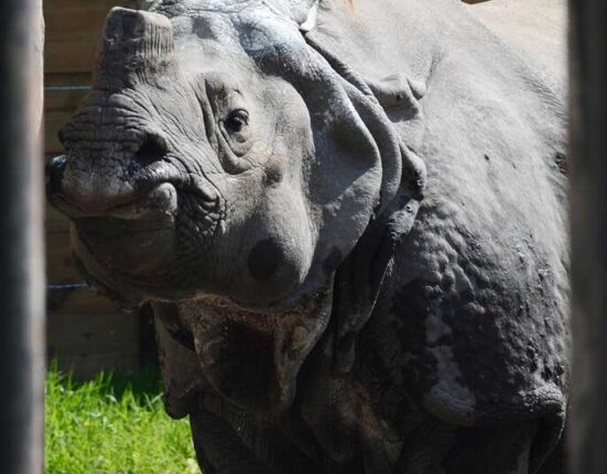 Nosorożec ZOO Warszawa