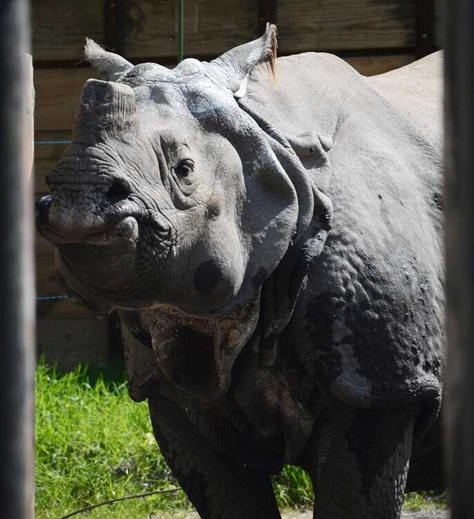 Nosorożec ZOO Warszawa