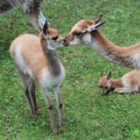 Wikunia w Warszawskim ZOO - Konkurs na Imię