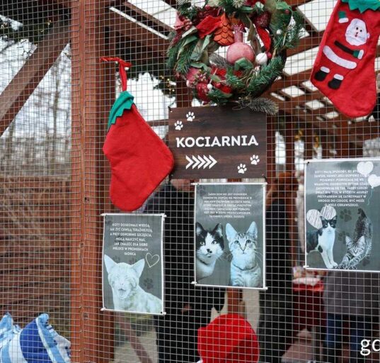 AMW Arka Gdynia gra mecz dla Ciapkowa (fot. Magdalena Śliżewska)