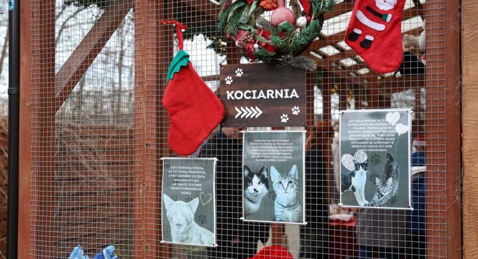 AMW Arka Gdynia gra mecz dla Ciapkowa (fot. Magdalena Śliżewska)