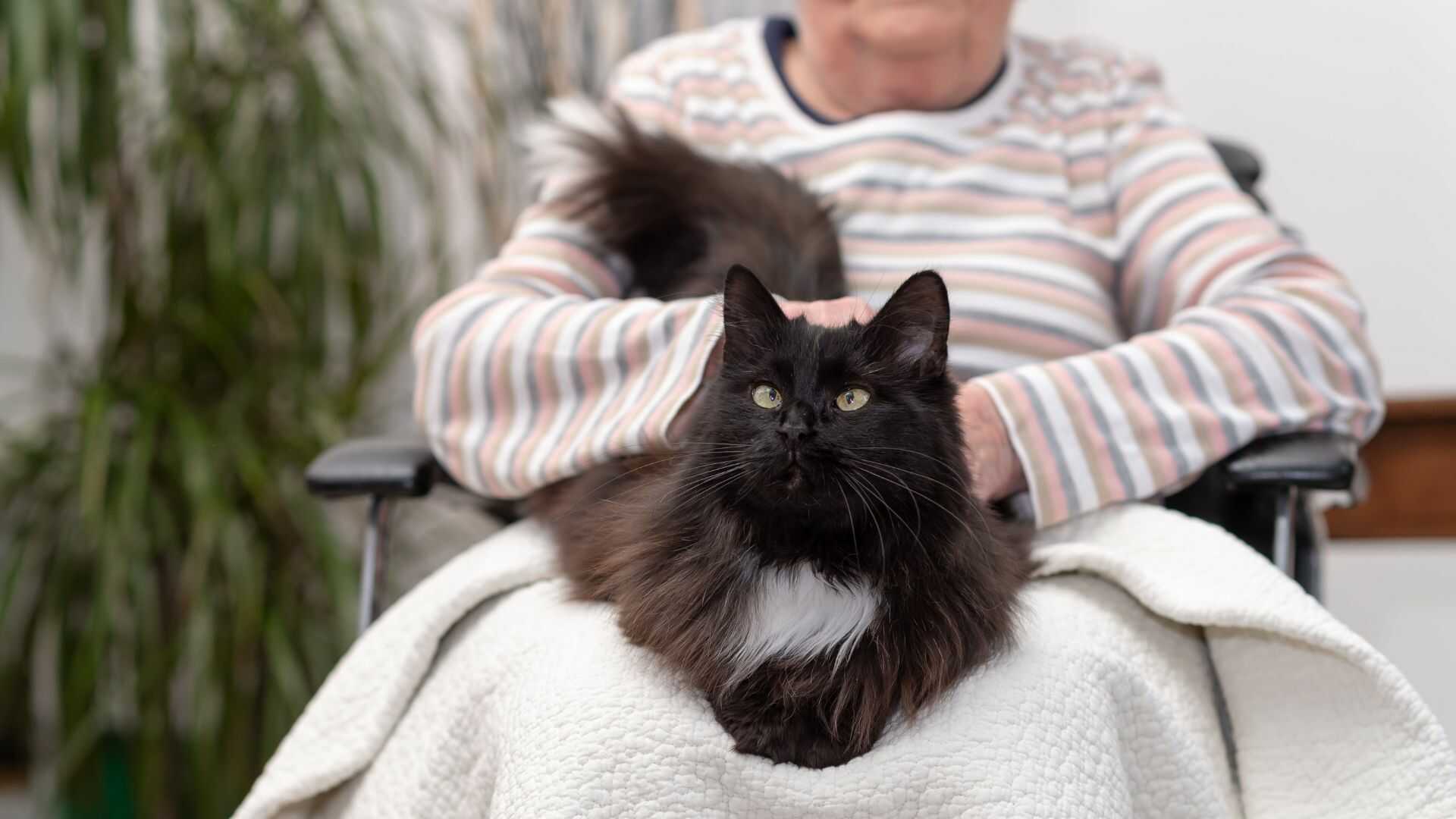 Starsza kobieta siedząca z kotem