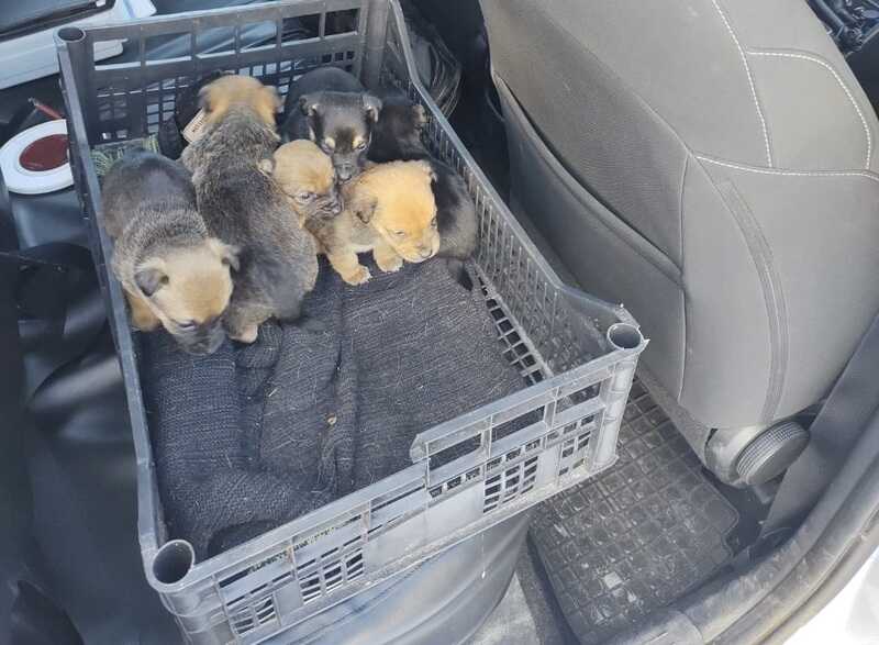 Dzielnicowy zareagował natychmiast, zabrał szczenięta do ogrzewanego radiowozu