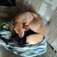 Uratowana Psia Rodzina - KPP Wejherowo