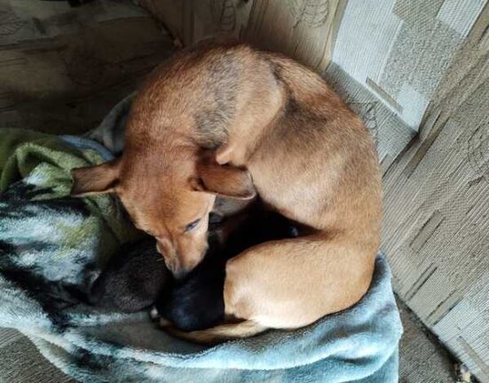 Uratowana Psia Rodzina - KPP Wejherowo