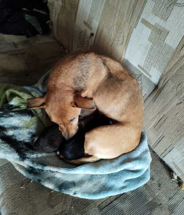 Uratowana Psia Rodzina - KPP Wejherowo